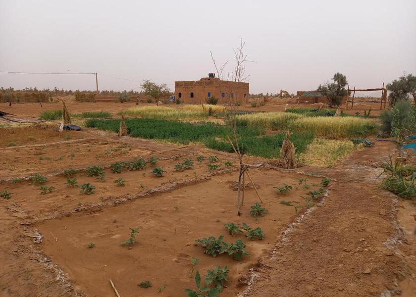 Drâa-Tafilalet Tagounite garden