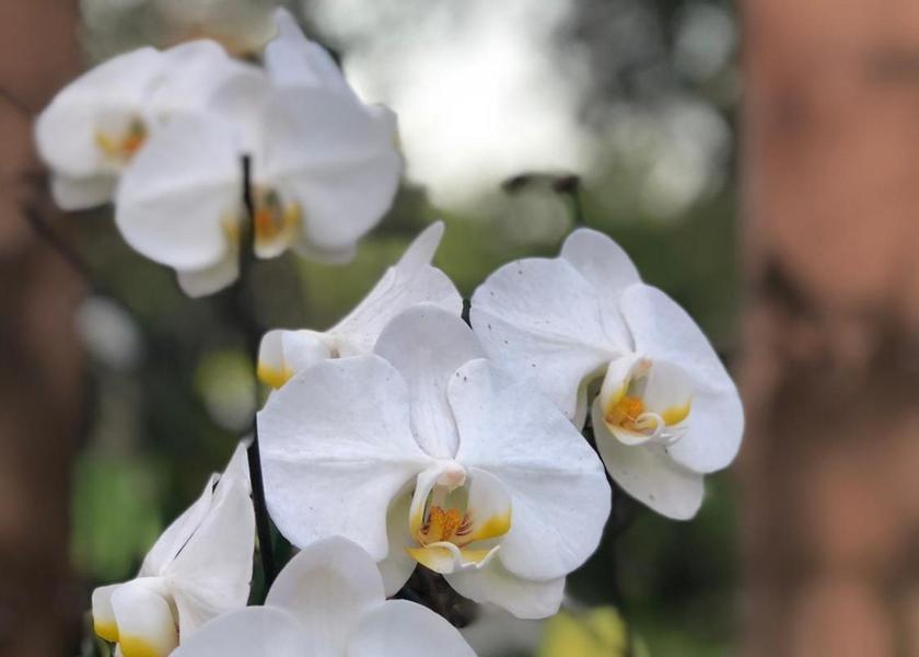 KwaZulu-Natal Ballito garden