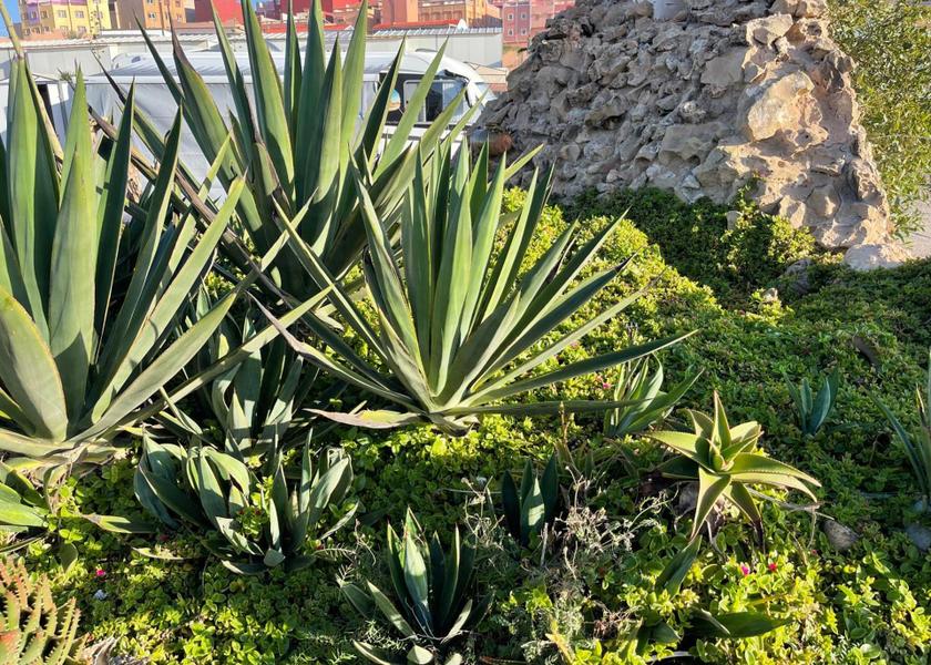 Souss-Massa Sidi Ouassay 