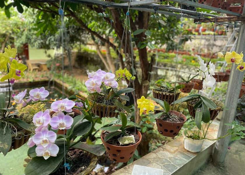 Dak Lak Province Buon Ma Thuot garden