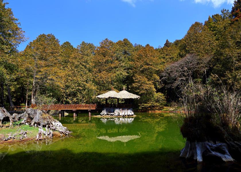 Chiayi County Alishan 