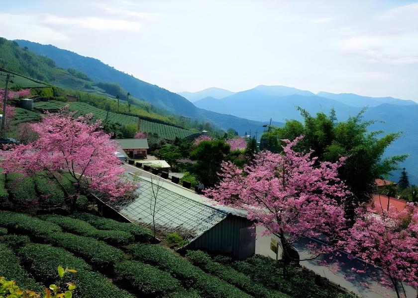 Chiayi County Zhuqi Nearby attraction