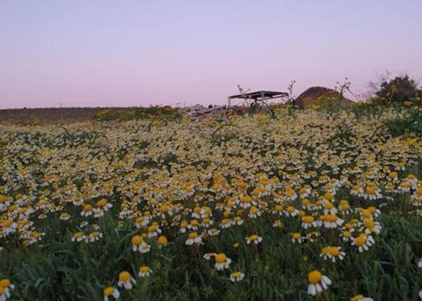 Northern Cape Hantam 