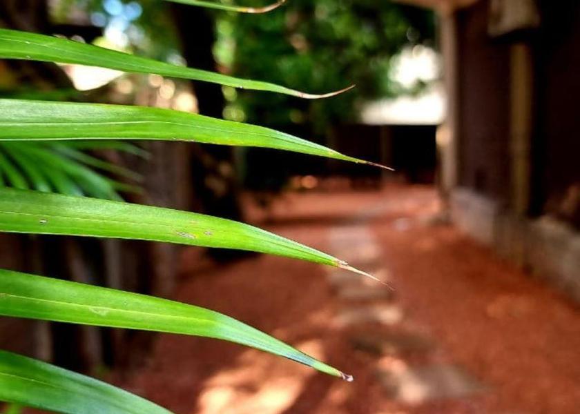 Limpopo Lephalale garden