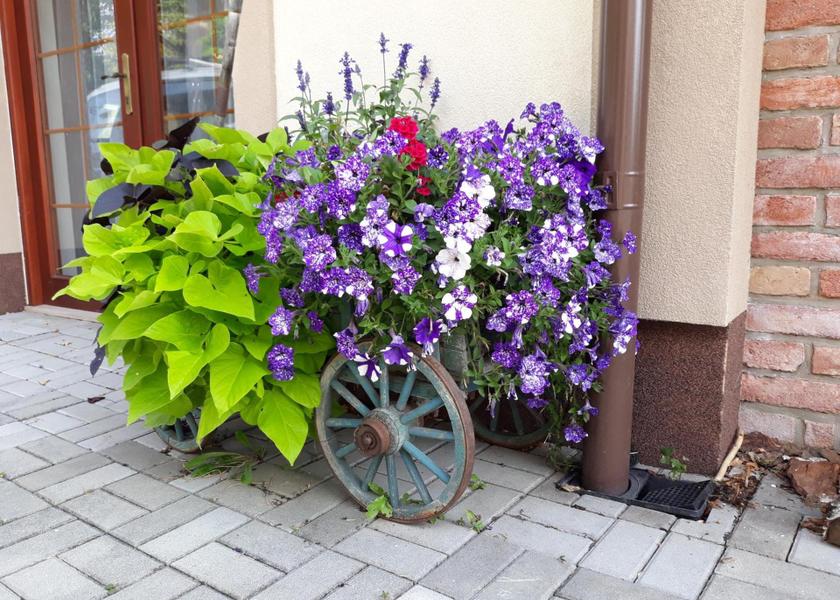 Vysocina (region) Jihlava 