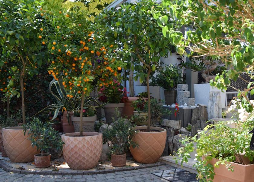 Somogy County Siófok garden