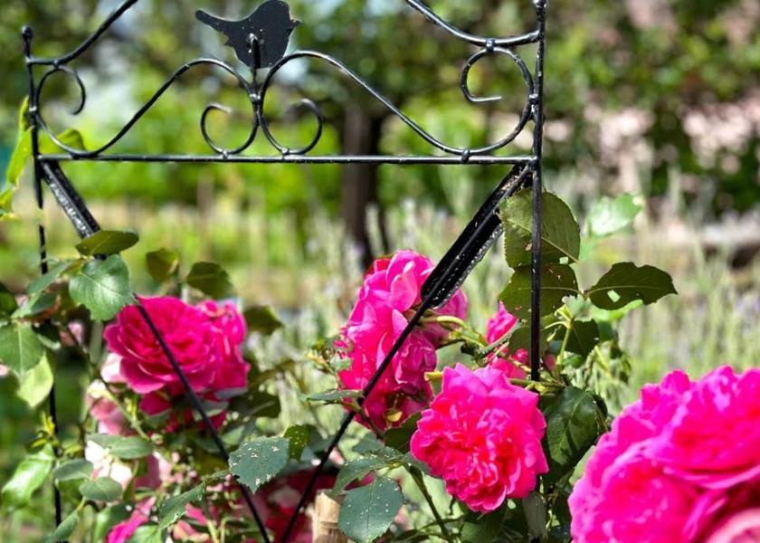 Zala County Balatongyorok garden