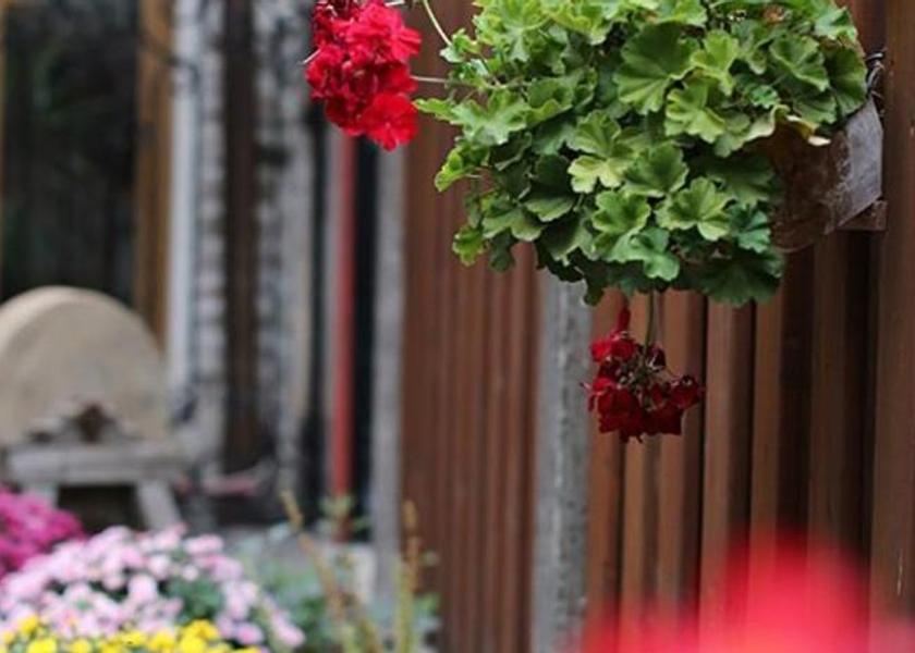 Mureș County Sighisoara Garden