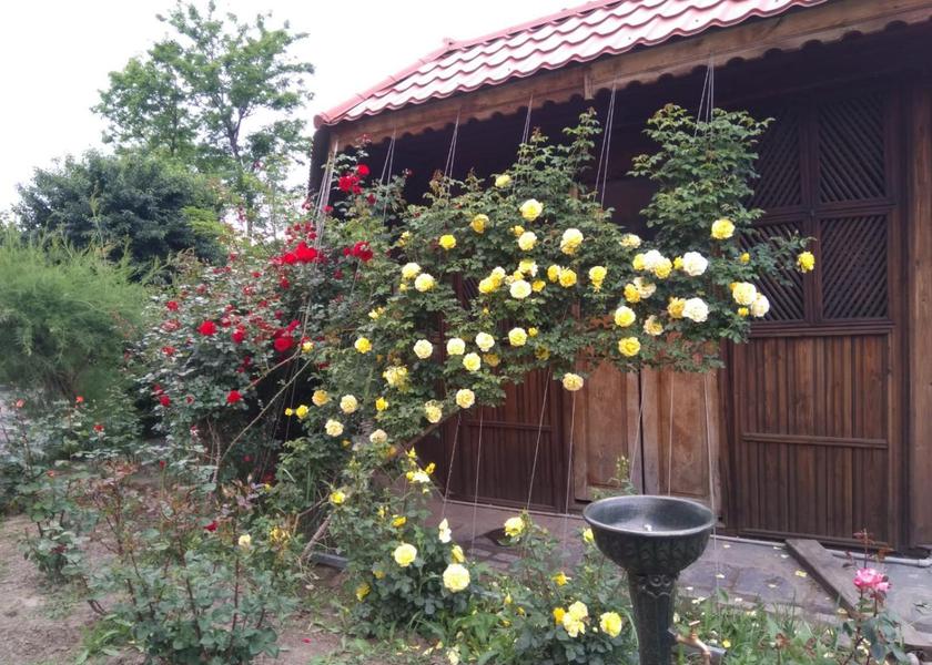 Brăila County Cazasu garden