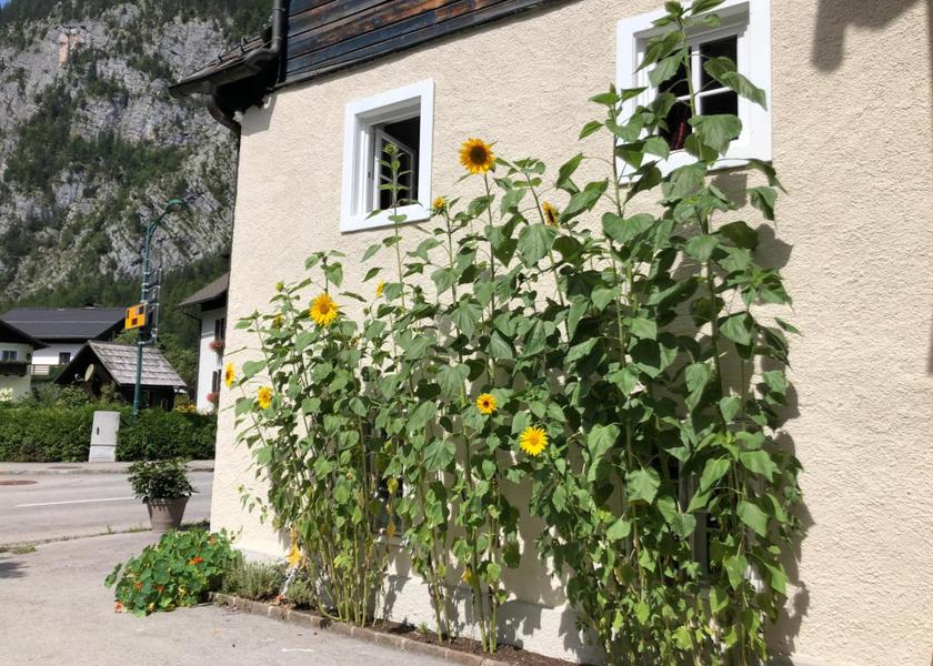 Upper Austria Hallstatt 