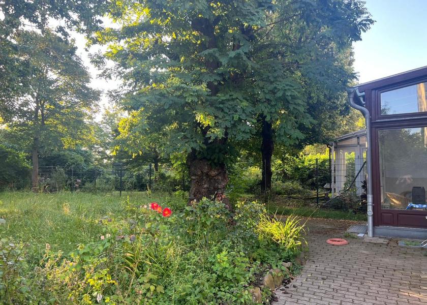Saxony-Anhalt Magdeburg garden