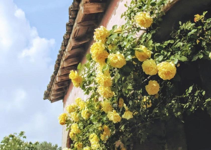 Emilia-Romagna Carpi garden