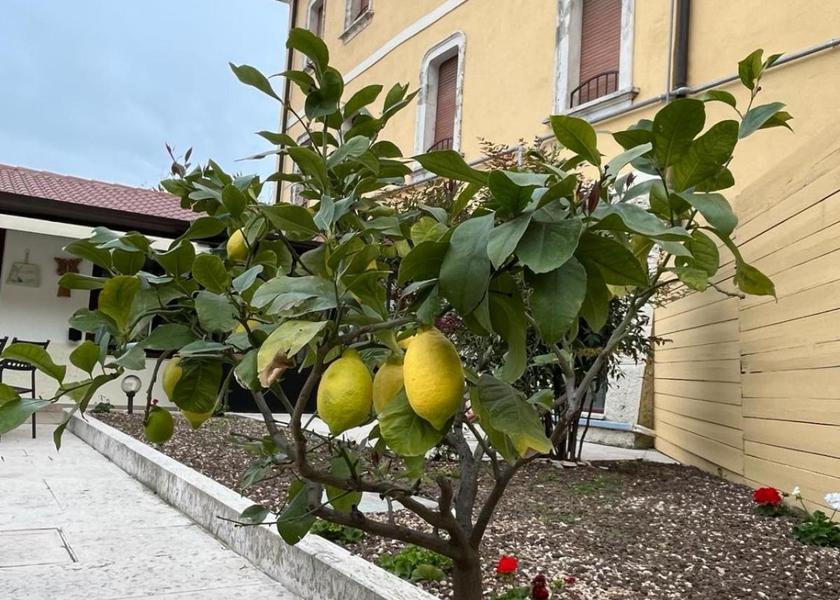 Veneto Affi 