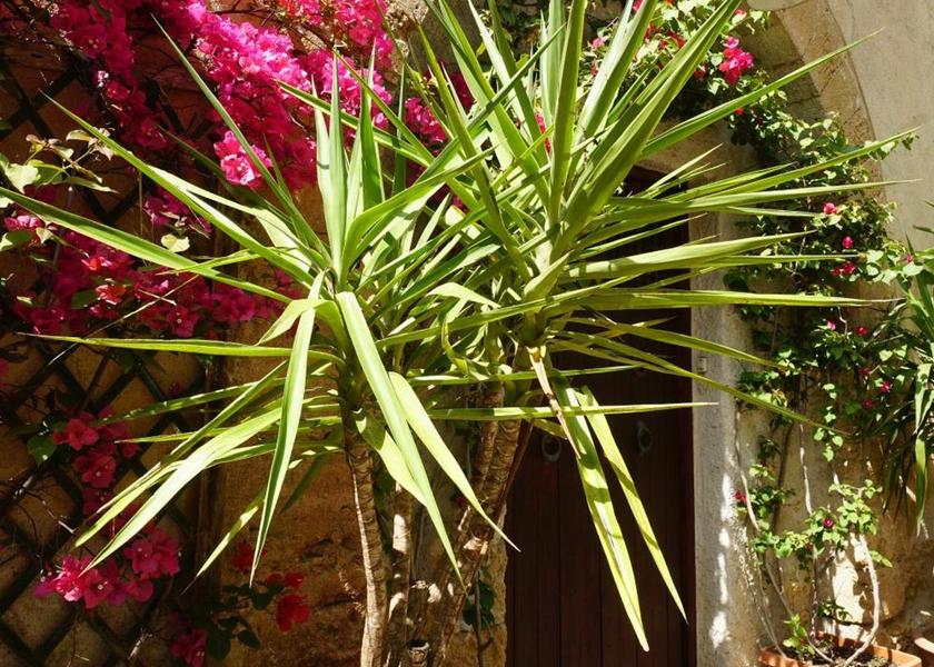 Sicily Bagheria garden