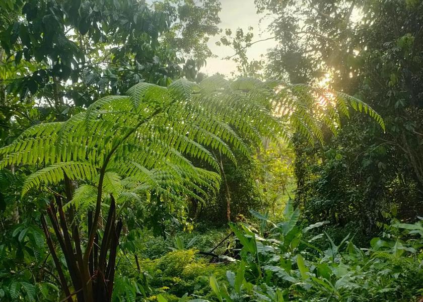 Nakhon Si Thammarat Province Phrom Khiri 