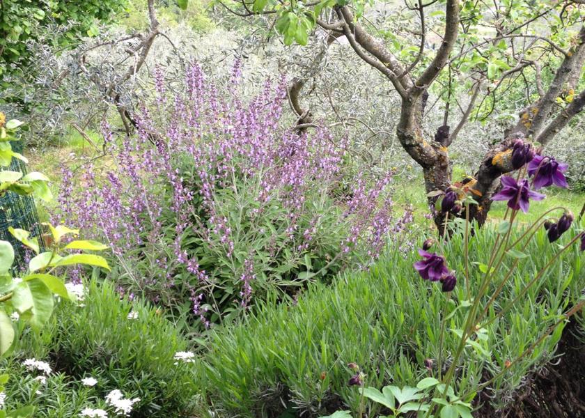 Tuscany Montevarchi surrounding environment
