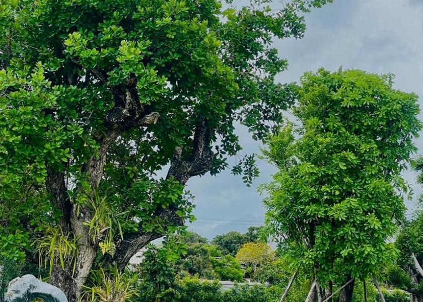 Chiang Mai Province Chiang Dao garden