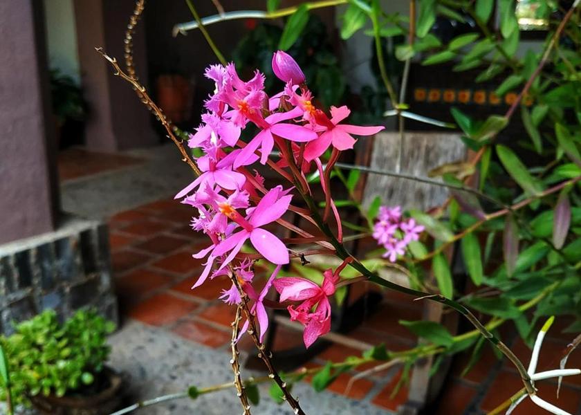 Jalisco Mascota 