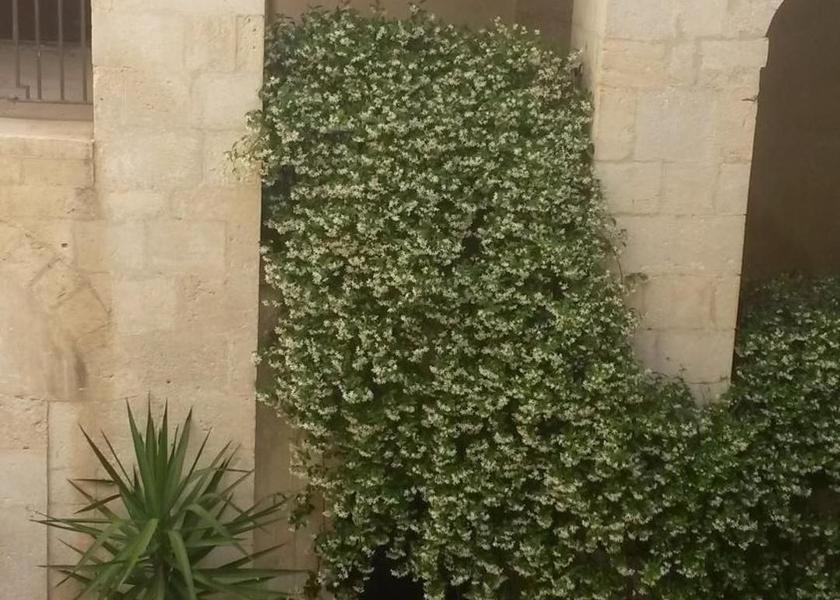 Puglia Rutigliano 
