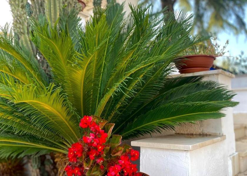 Puglia Sannicandro di Bari garden