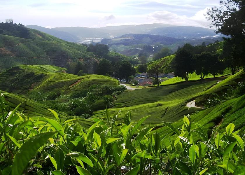 Pahang Brinchang Nearby attraction
