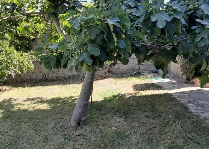 Sardinia Arzachena garden