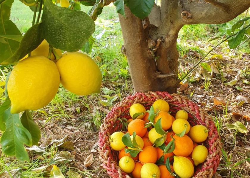 Marche Castelfidardo 