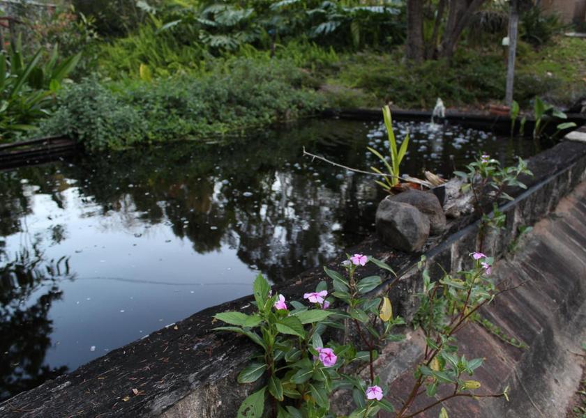 Queensland Amamoor garden