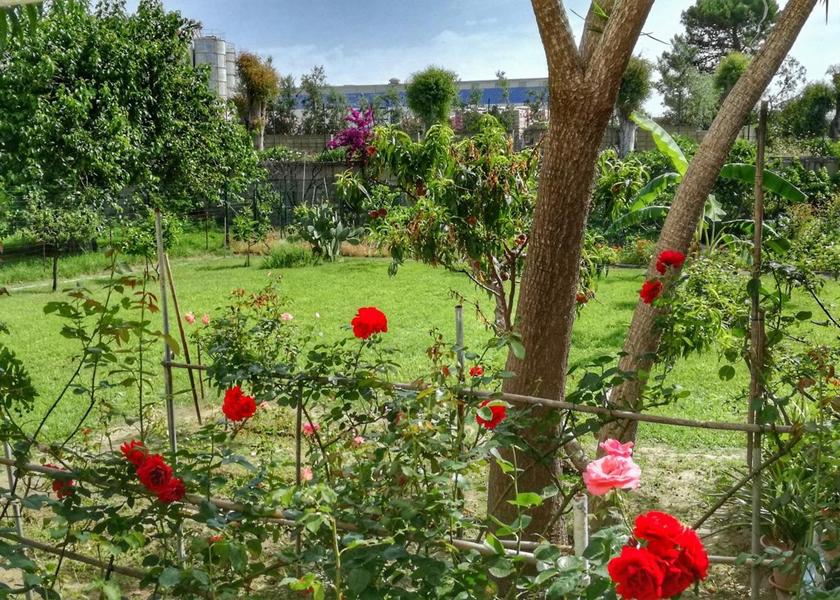 Sicily Villafranca Tirrena garden