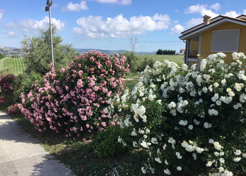 Abruzzo Moscufo 