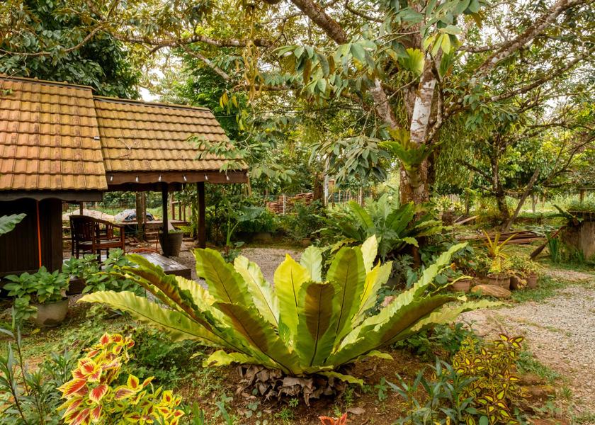 Johor Kota Tinggi garden
