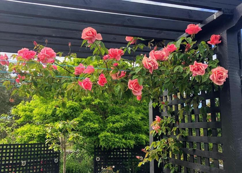 Victoria Rutherglen balcony/terrace