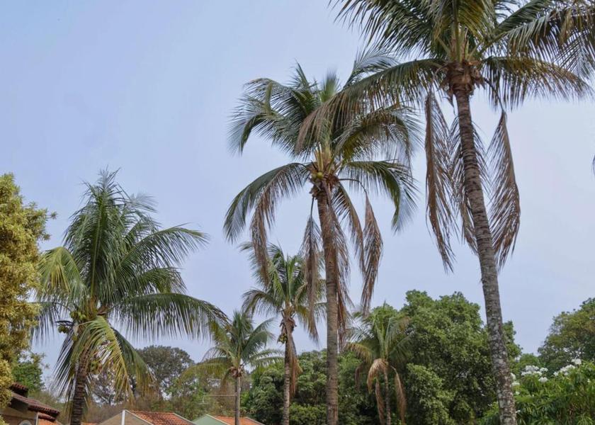 São Paulo State Araraquara garden