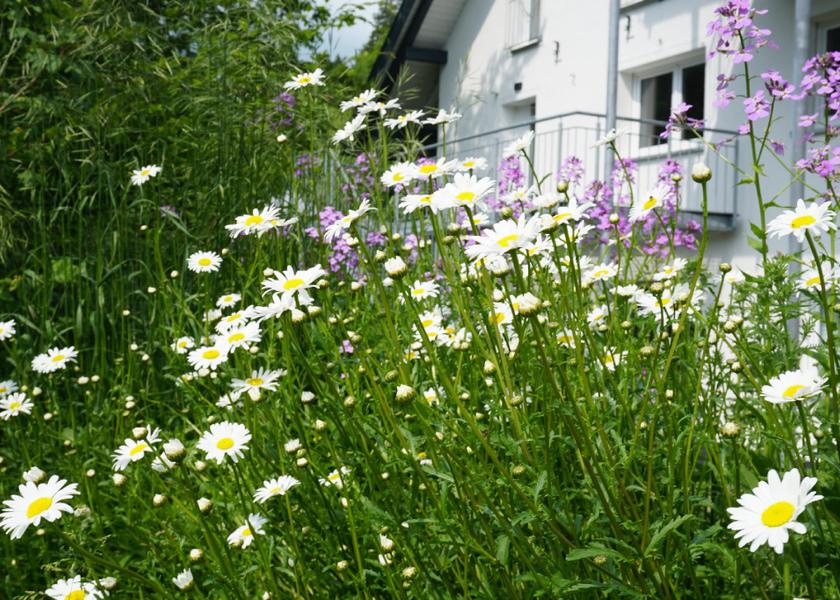 Baden-Württemberg Leutkirch im Allgau 