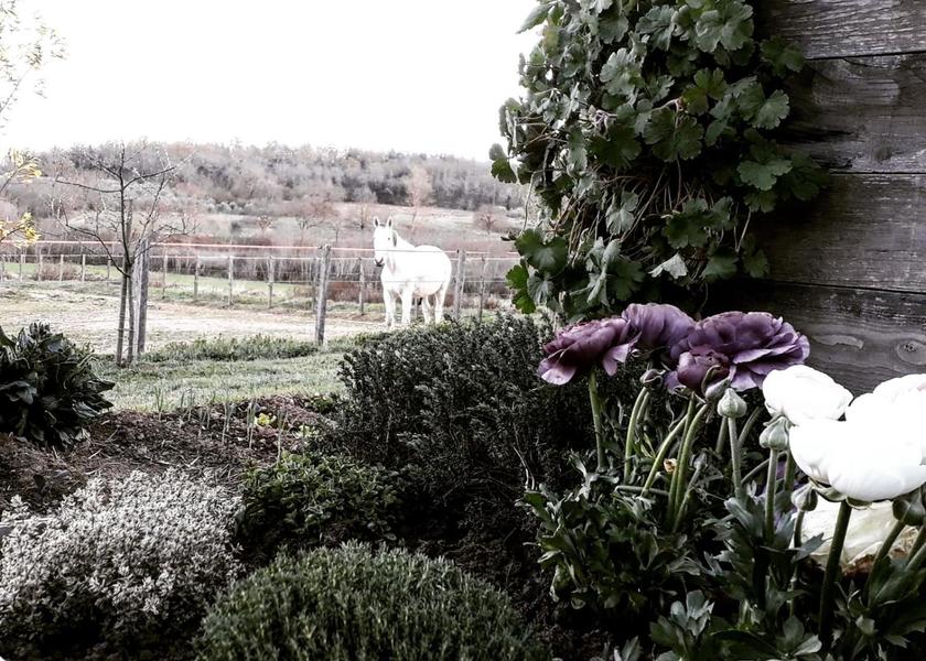 Tuscany Sinalunga garden