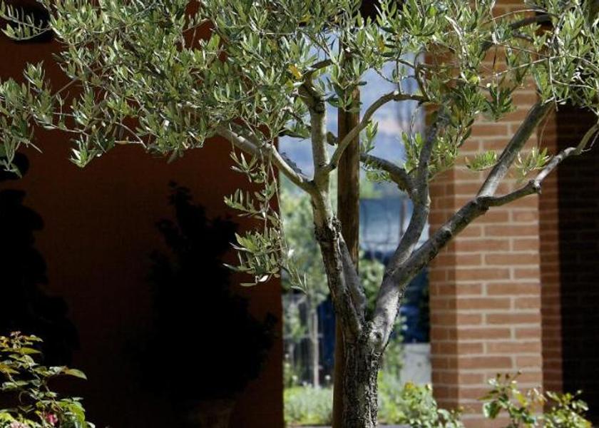 Umbria Bastia Umbra Garden