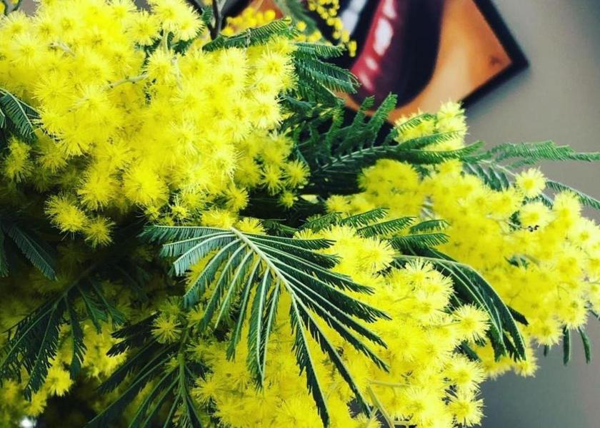 Provence - Alpes - Cote d'Azur Vidauban 