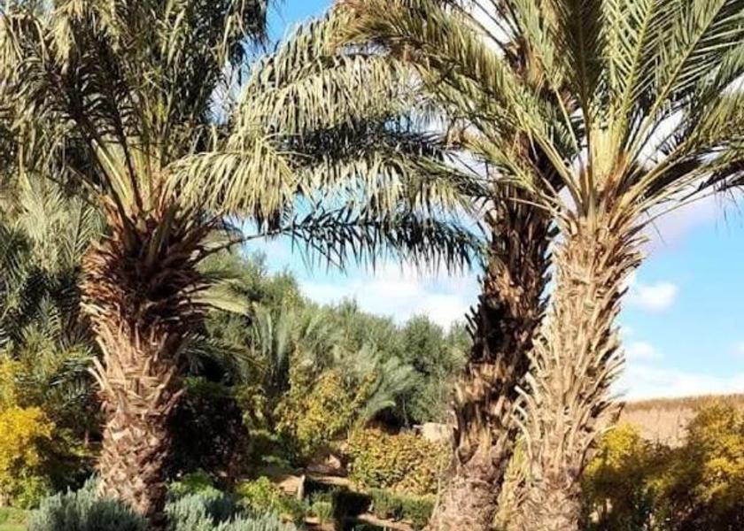 Drâa-Tafilalet Er-Rteb garden