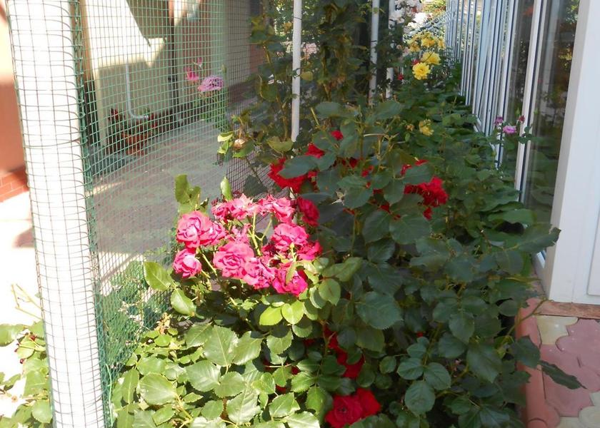 Constanța County Costinesti garden