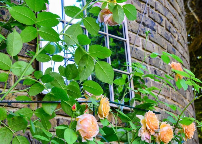 England Steyning garden