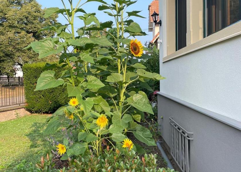 Grand Est Haguenau balcony/terrace