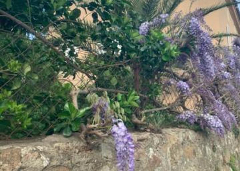 Corsica Conca garden