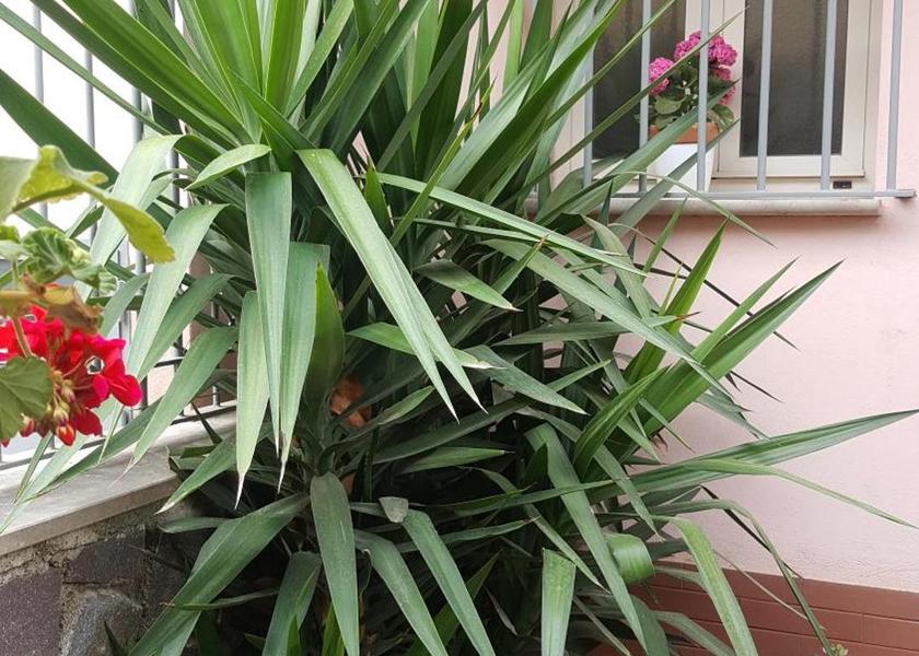 Campania Pellezzano floor plans