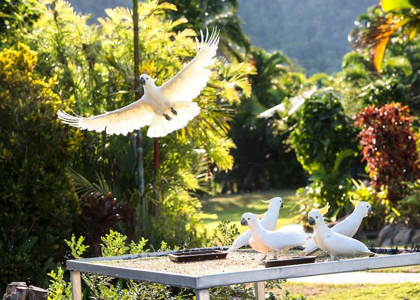 Townsville City Nelly Bay Exterior