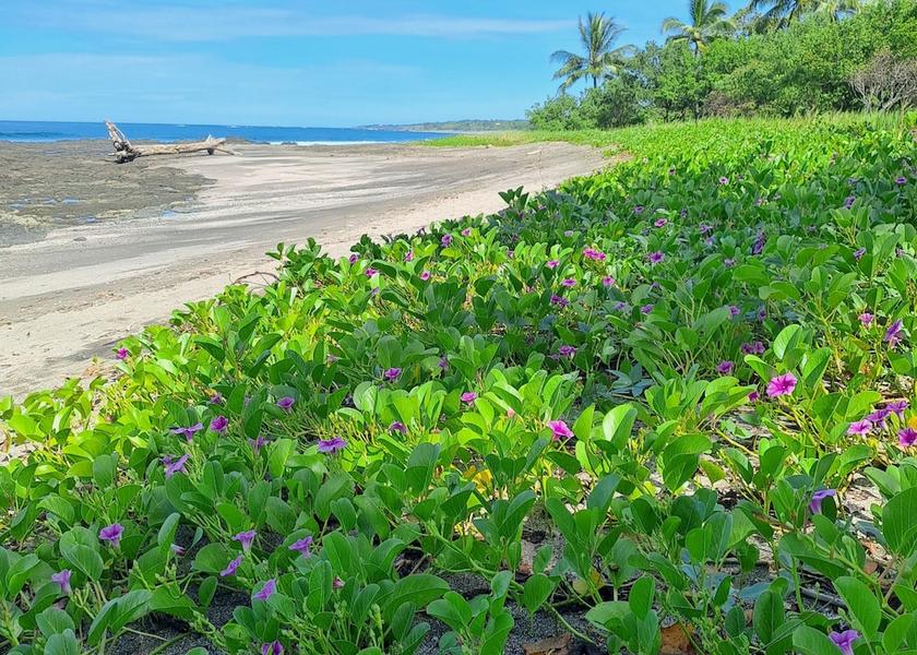 Guanacaste Junquillal Beach