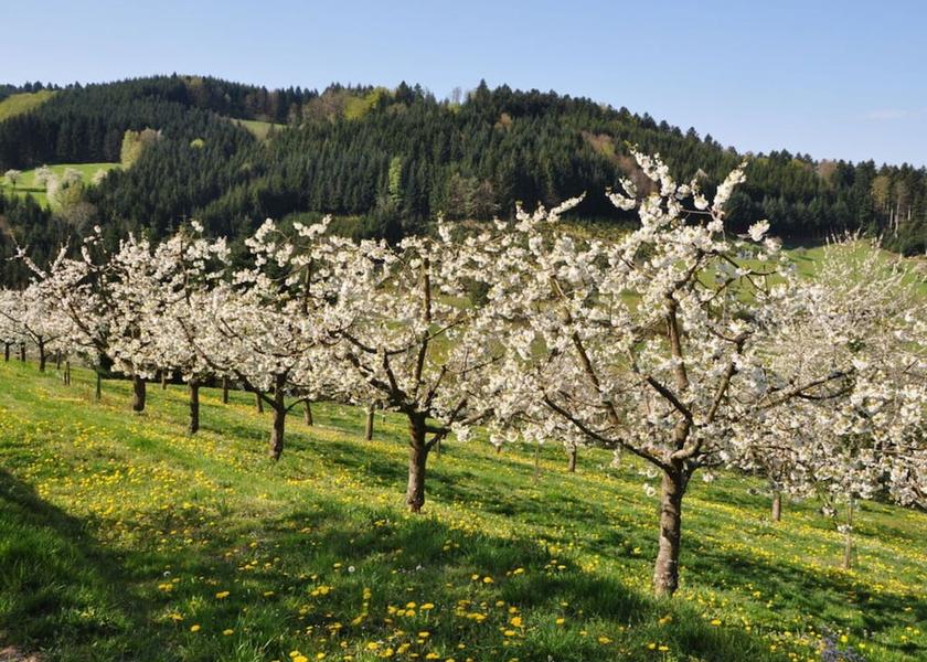 Baden-Württemberg Zell am Harmersbach Property Grounds