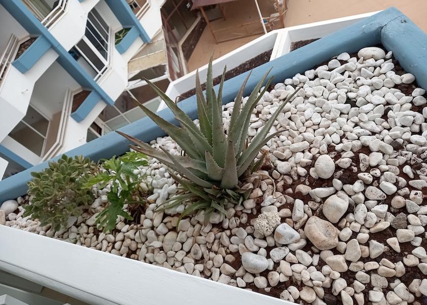 Canary Islands San Miguel de Abona Property Grounds