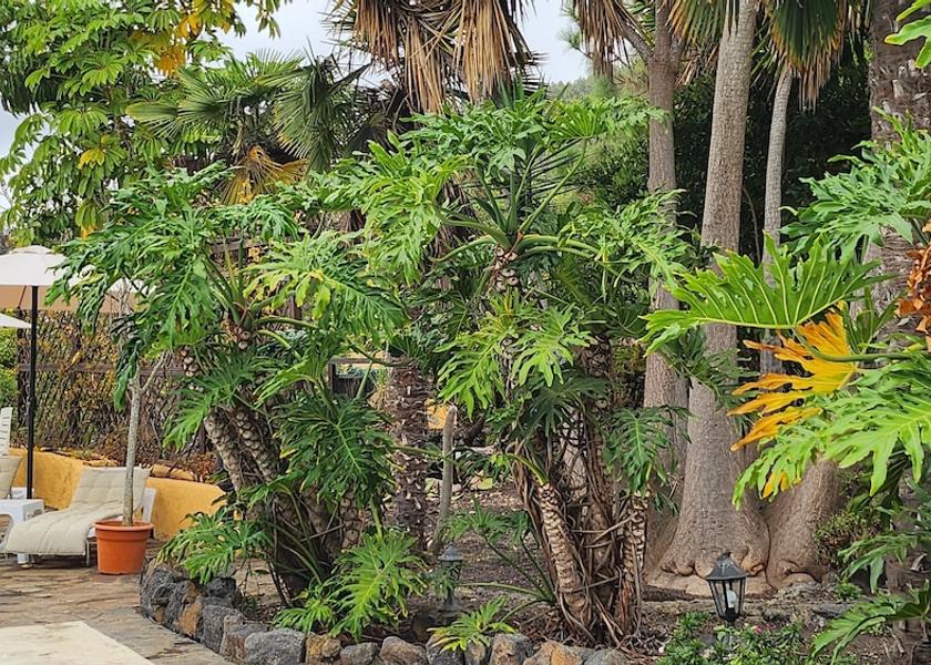 Canary Islands Icod de los Vinos Garden