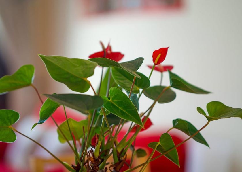 Valencian Community Altea Interior Entrance