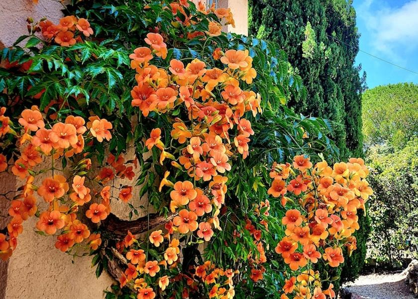 Provence-Alpes-Côte d'Azur Sainte-Maxime Garden